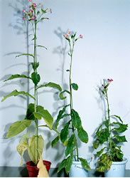 遺伝子組換え植物と成長調節